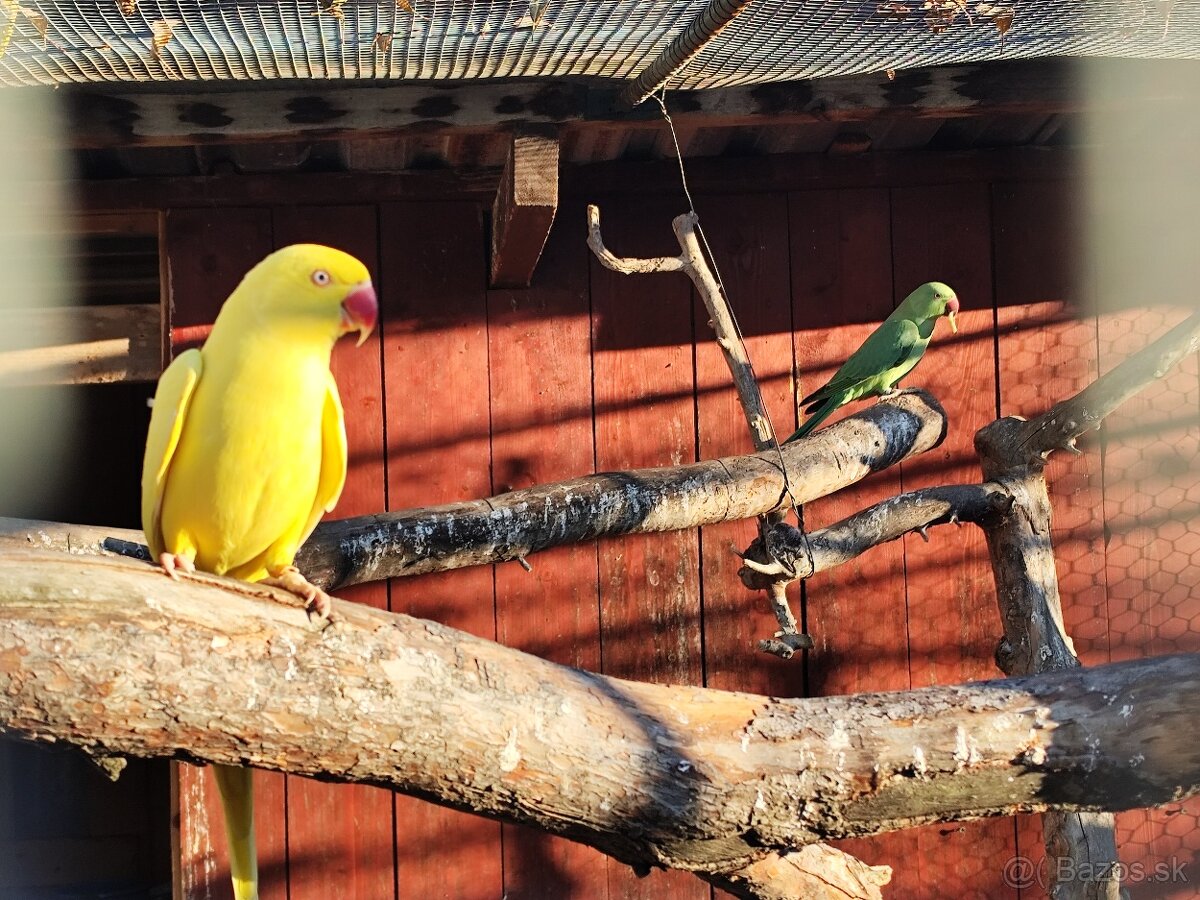 Alexander malý, chovný pár