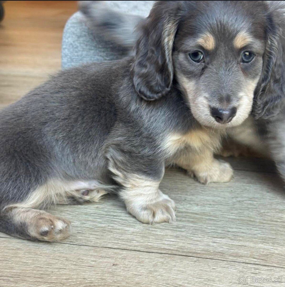 Šteniatka jazvečíka na adopciu.