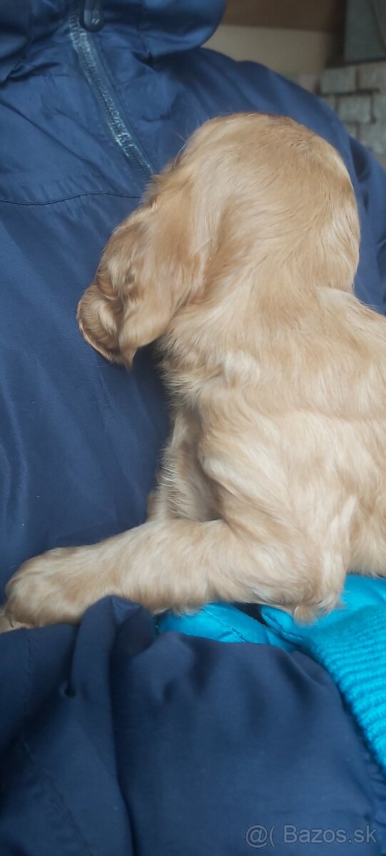 Anglický kokeršpaniel