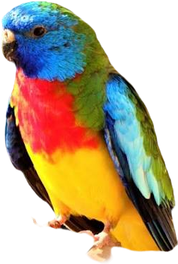 Kúpim samca Neofema modrohlava