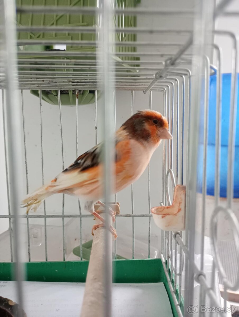 Kanarik