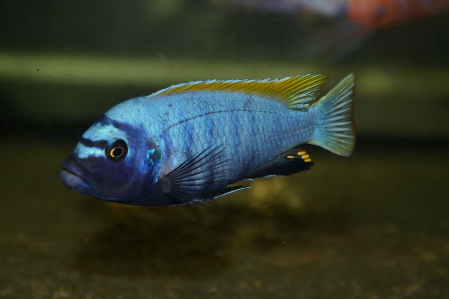 AFRICKÉ CICHLIDY