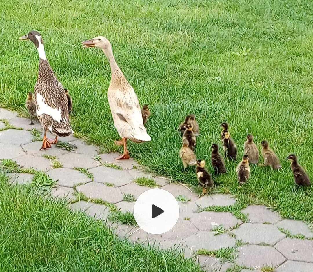 Predám káčatká indické bežce