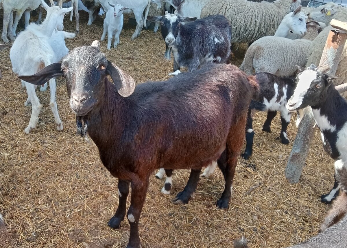 Koza
