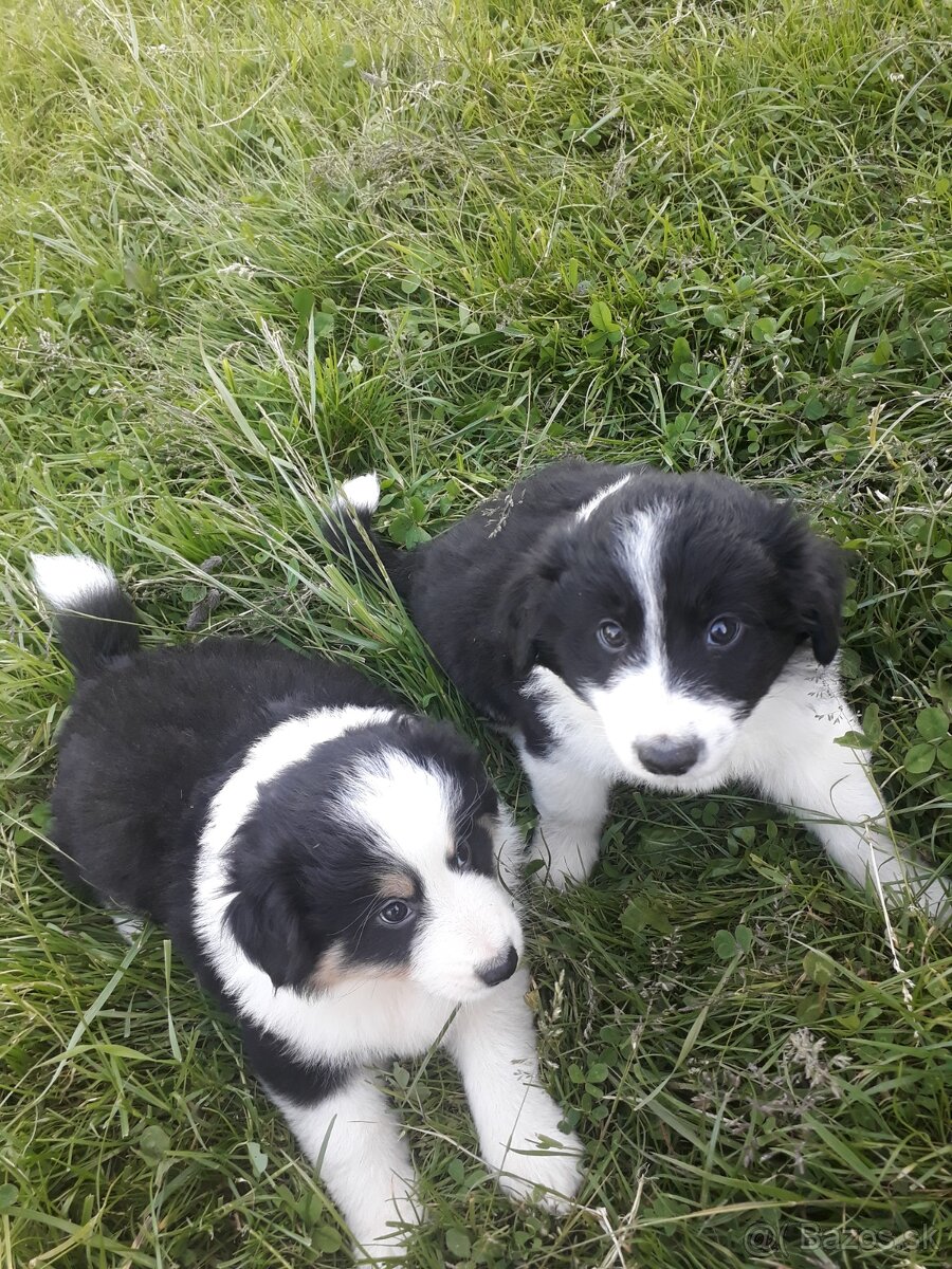 Male Border collie