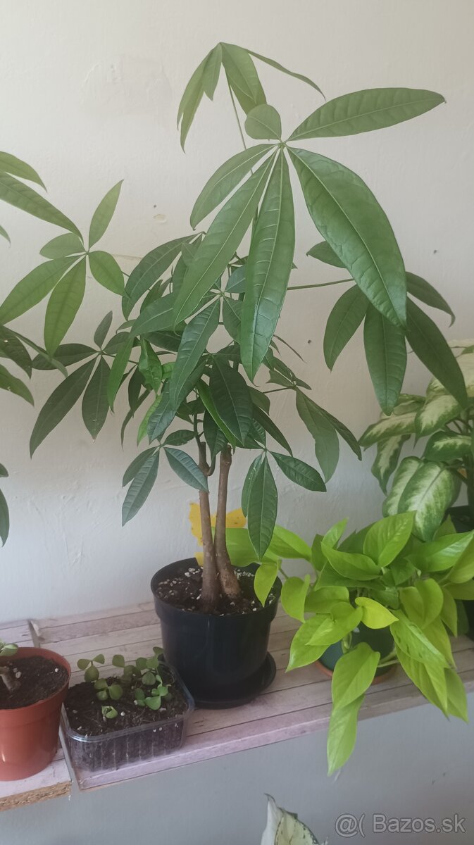 Pachira aquatica