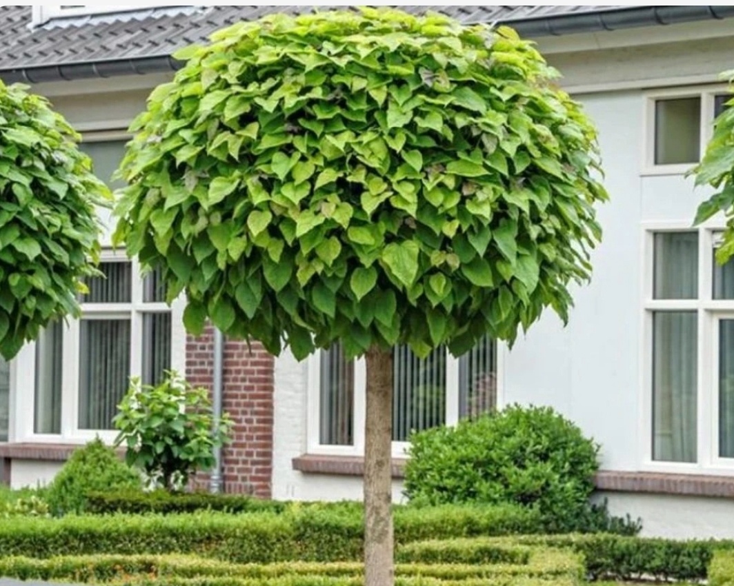 Catalpa nana
