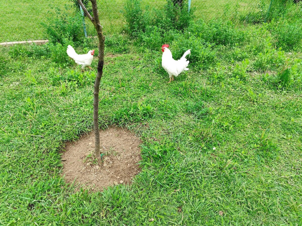 Násadové vajcia Leghorn biely