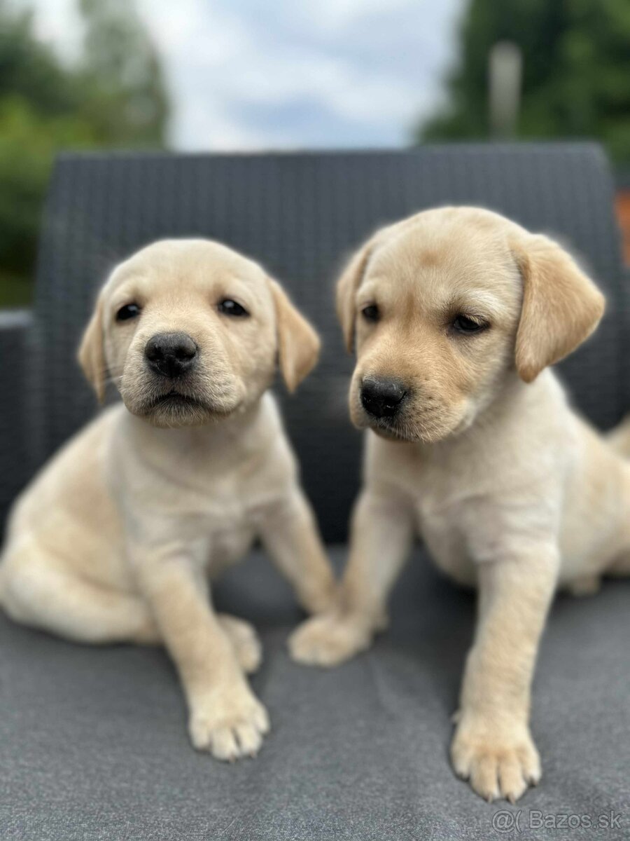 Šteniatka labrador a biely chlapec IHNEĎ