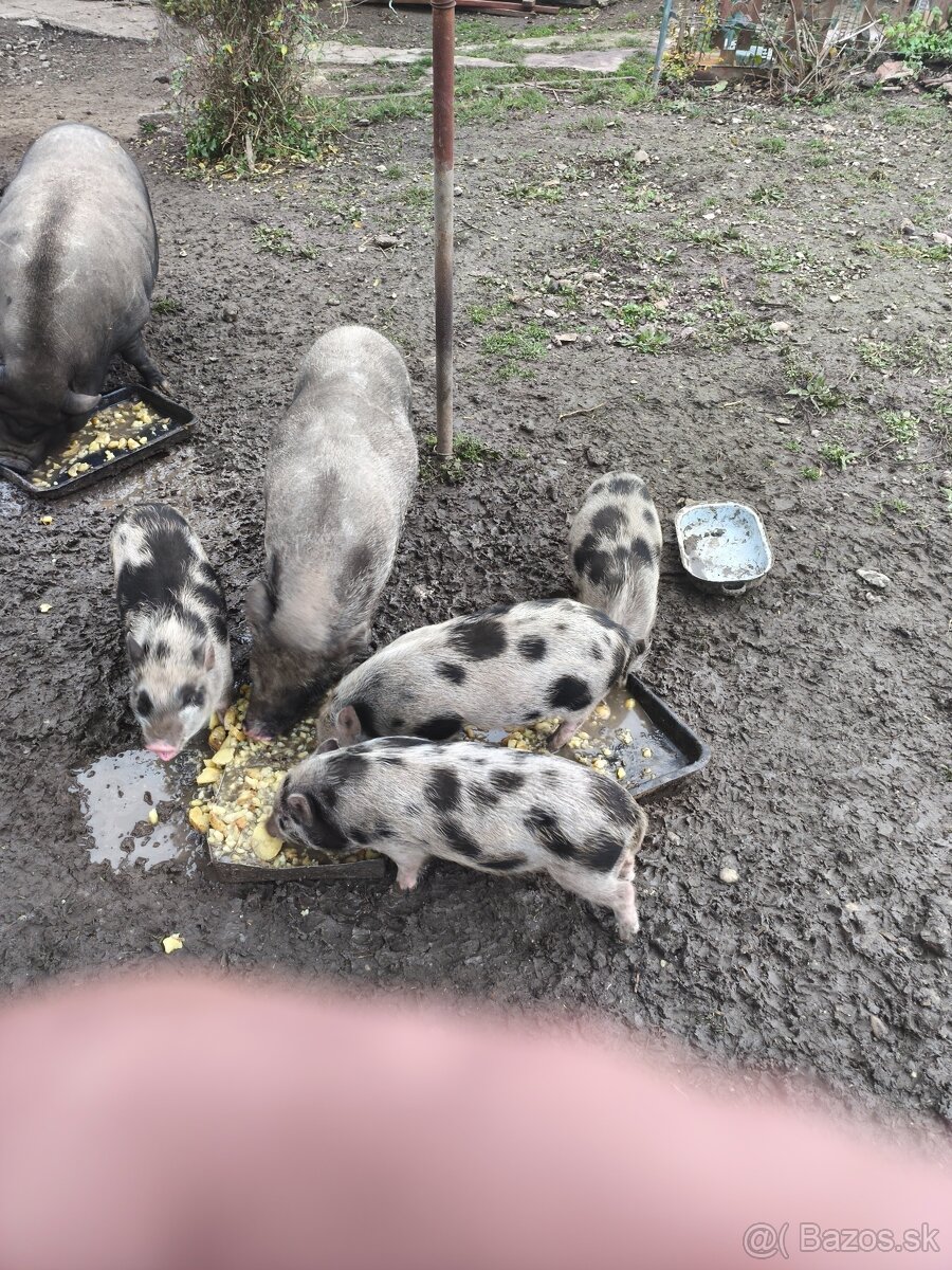 Predám vietnamské prasiatka