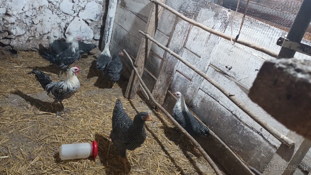 Brakelka strieborná