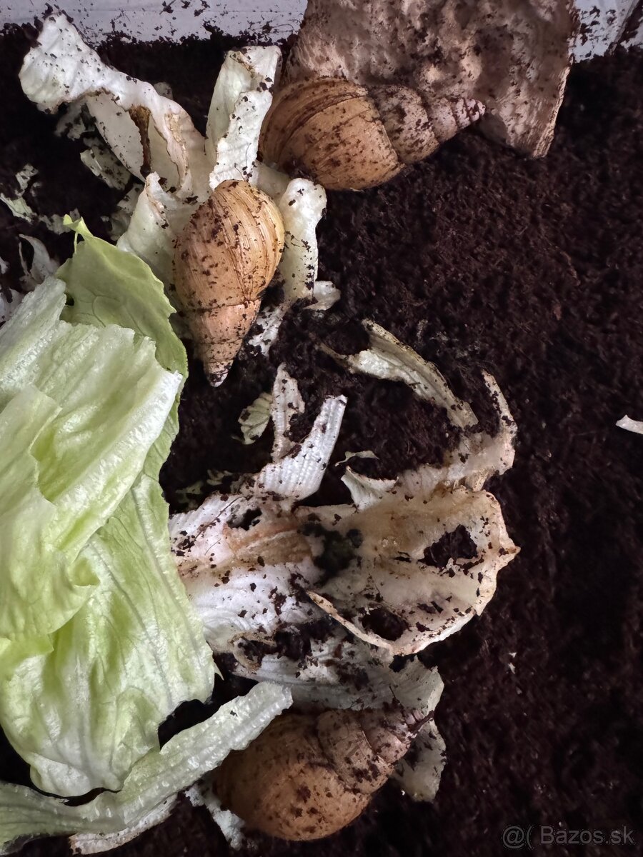 Lissachatina iredalei zanzibar