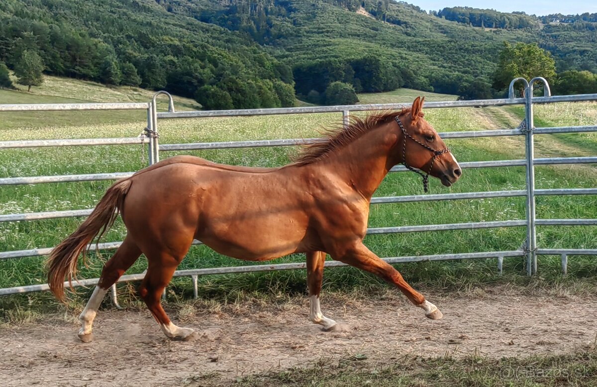 Mladý žrebec QH