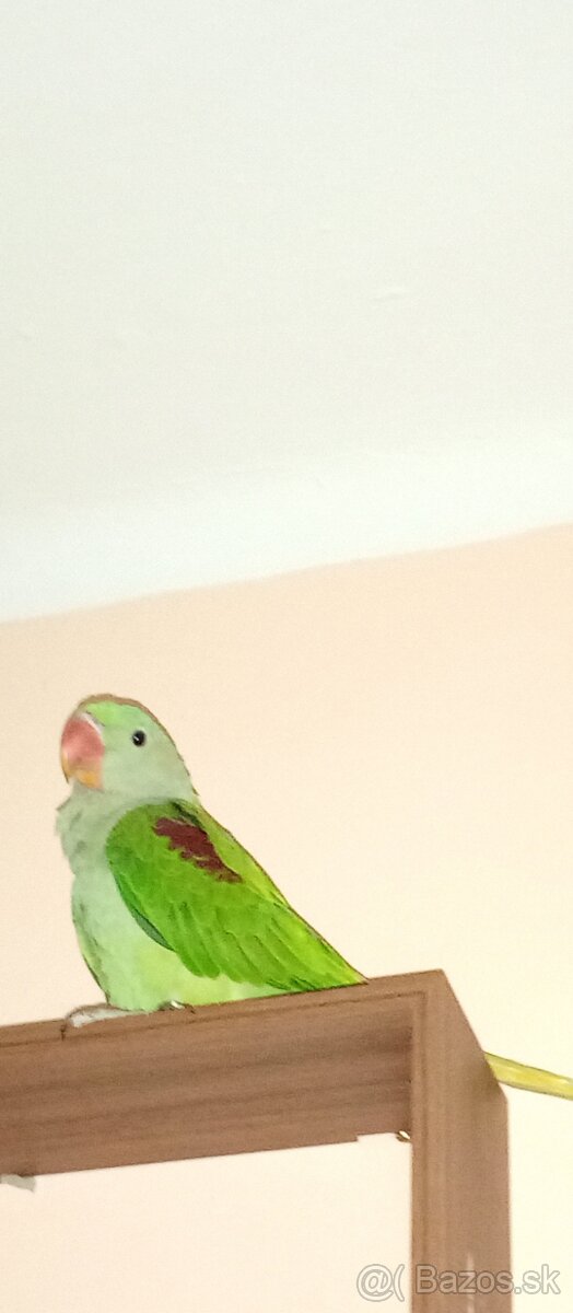 Ručne dokrmena Alexander Veľký 2025