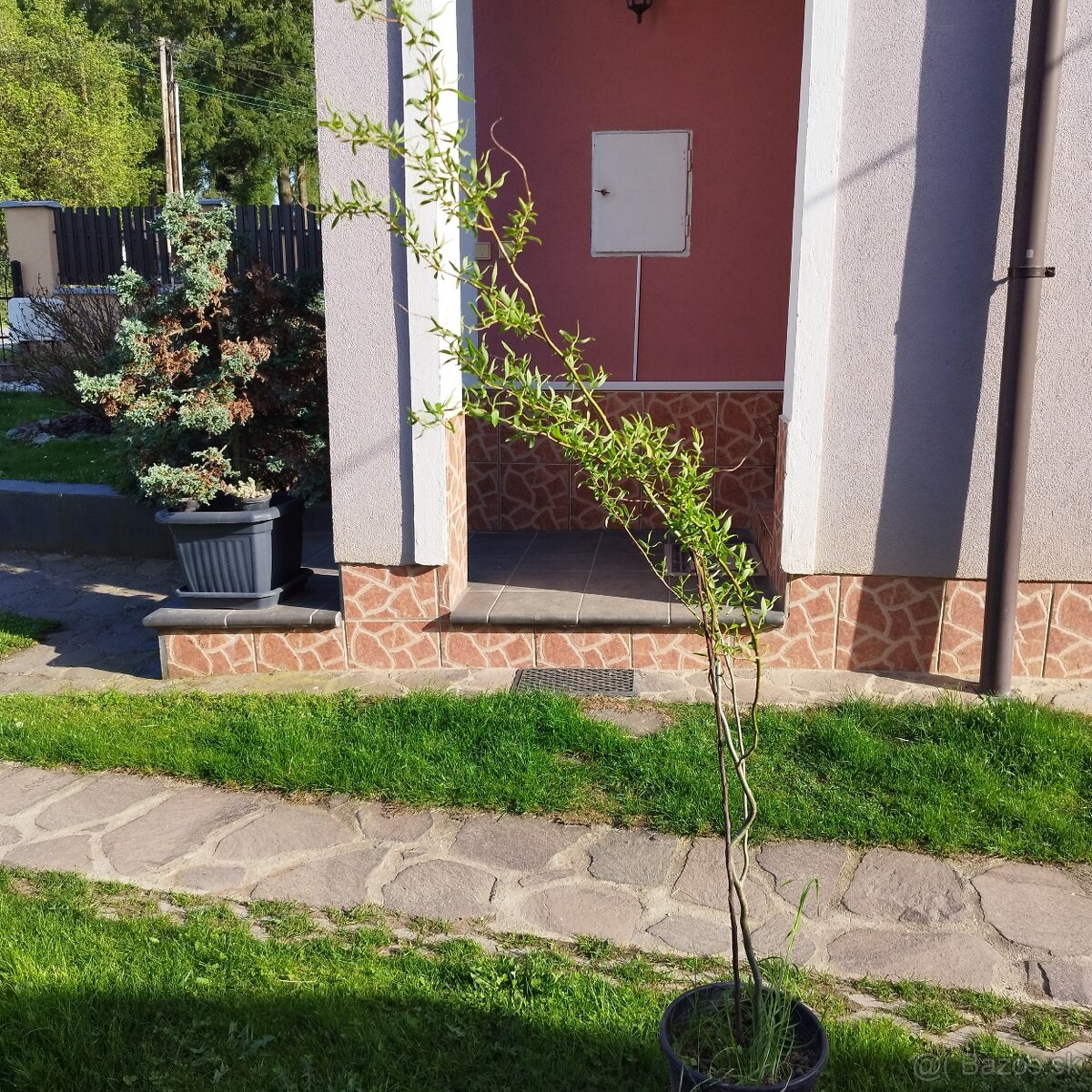 Vŕba kucerava