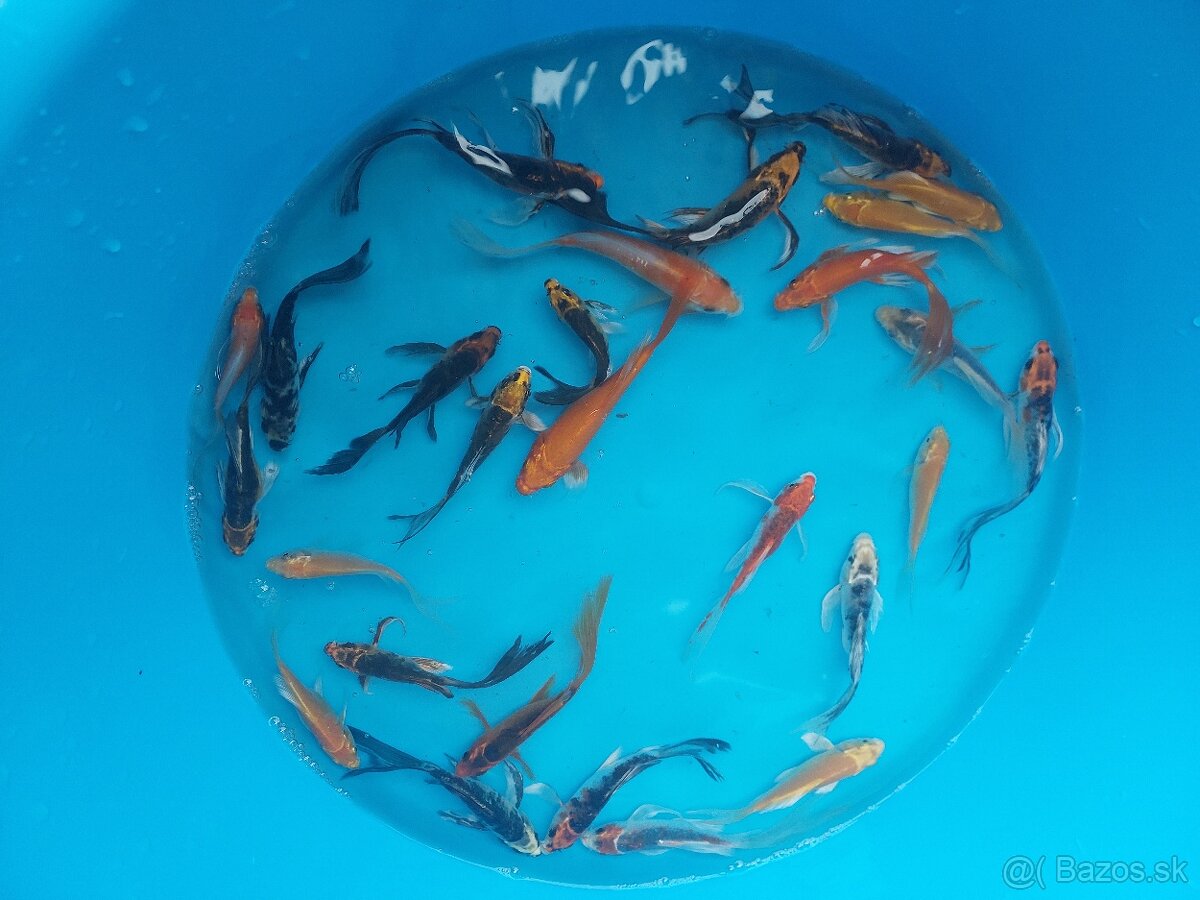 Koi kapre