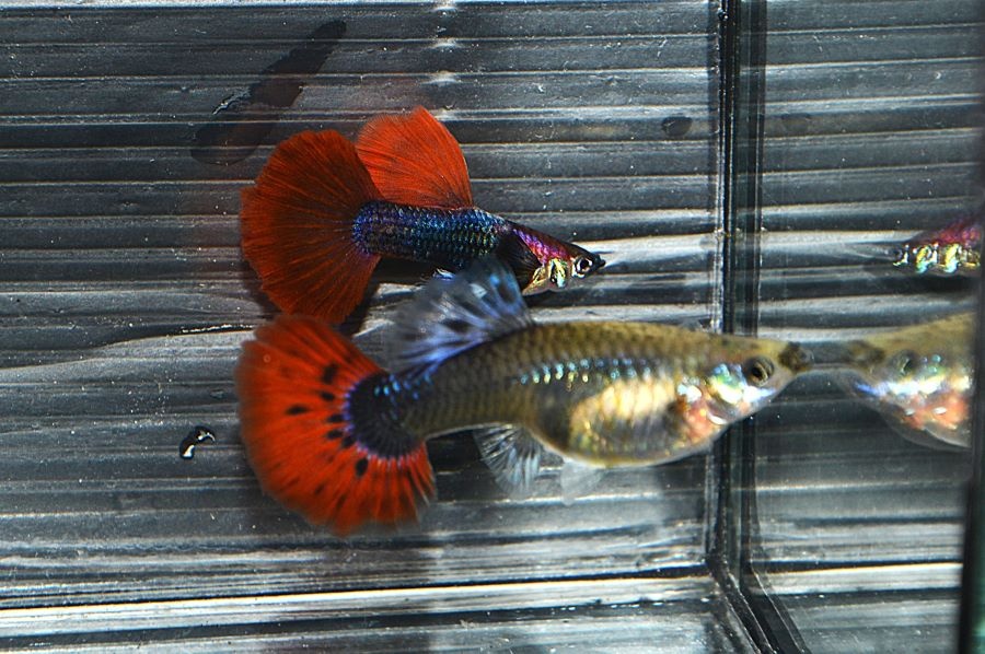 Spoločenské rybky dovoz 9.11 RK-BB