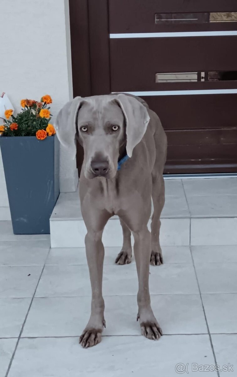 Weimarský stavač 2.ročný