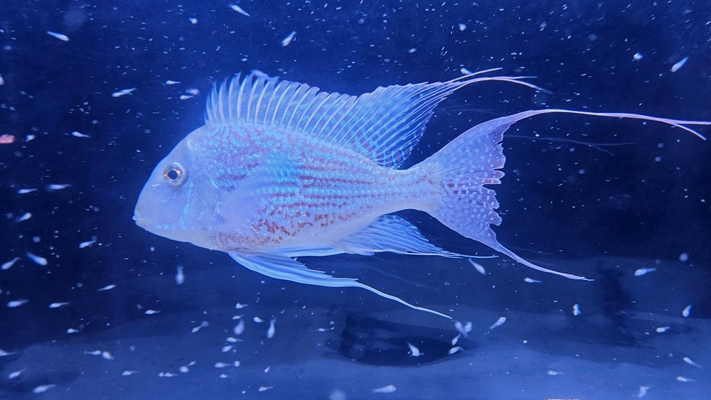 Geophagus Rio Sveni Parana - 4cm+ perletovky