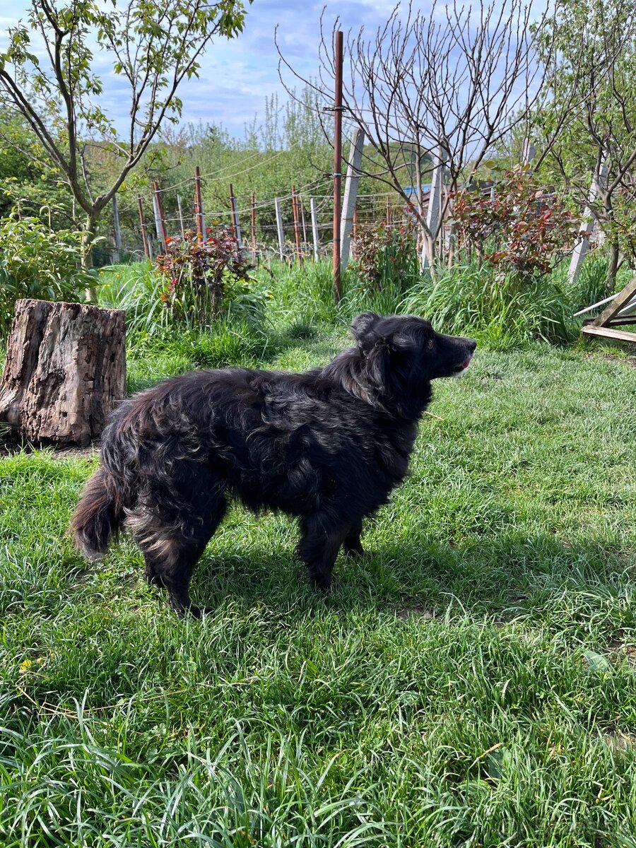 Lina - pes na adopciu