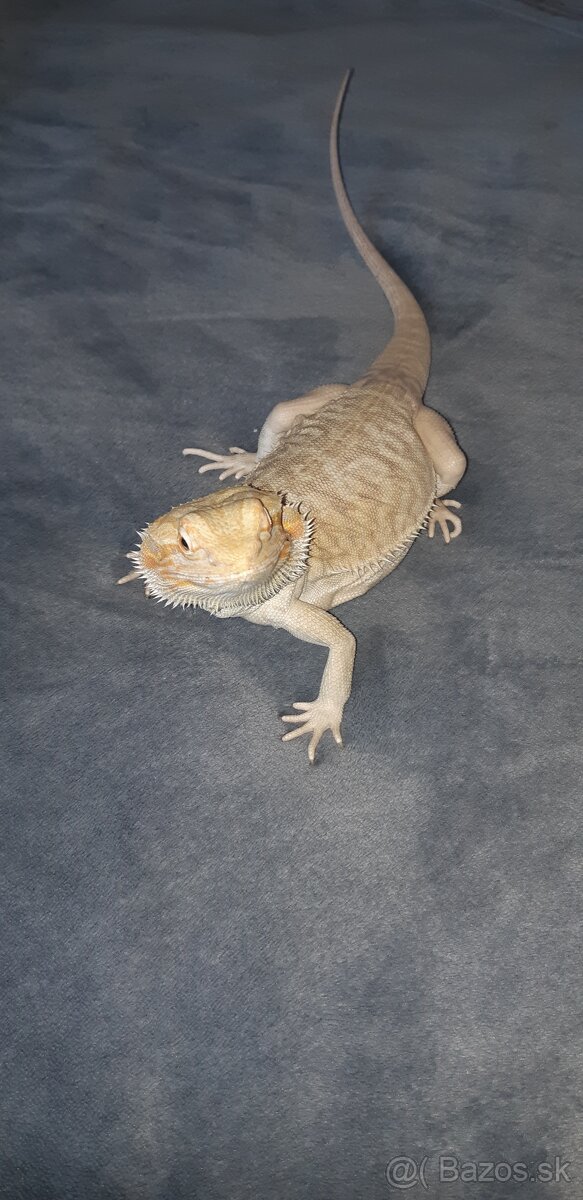 Agama bradata