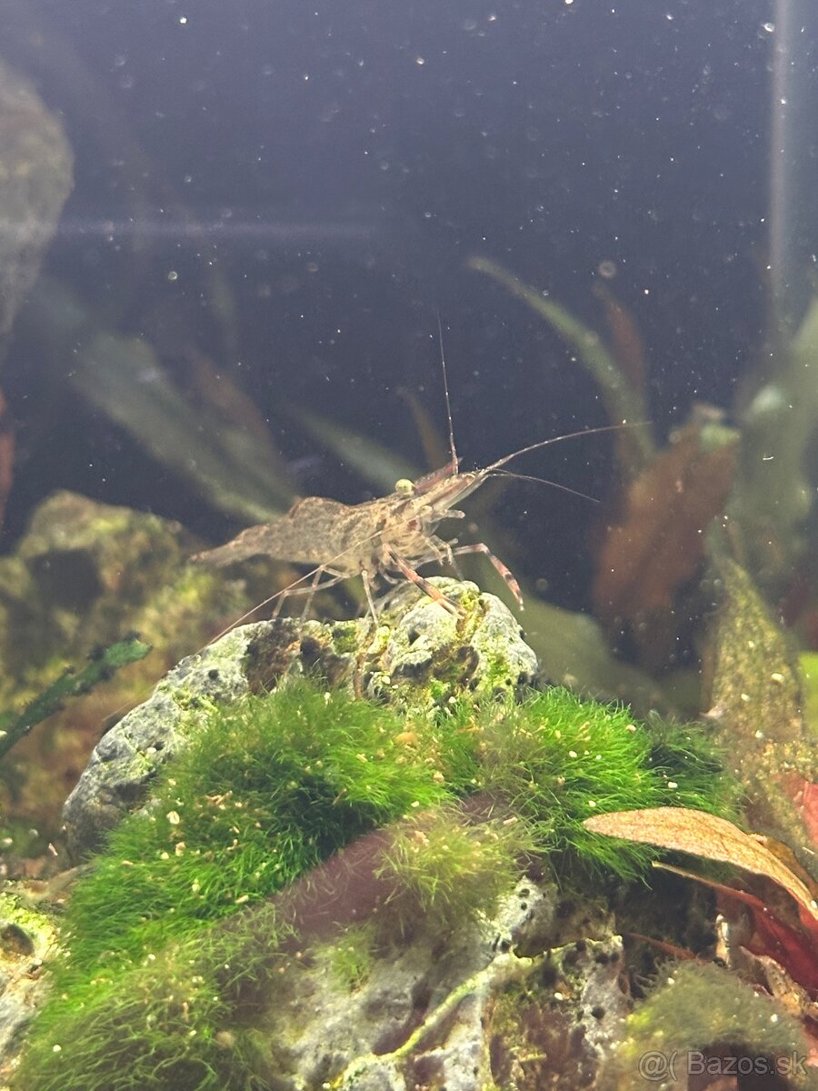 Macrobrachium