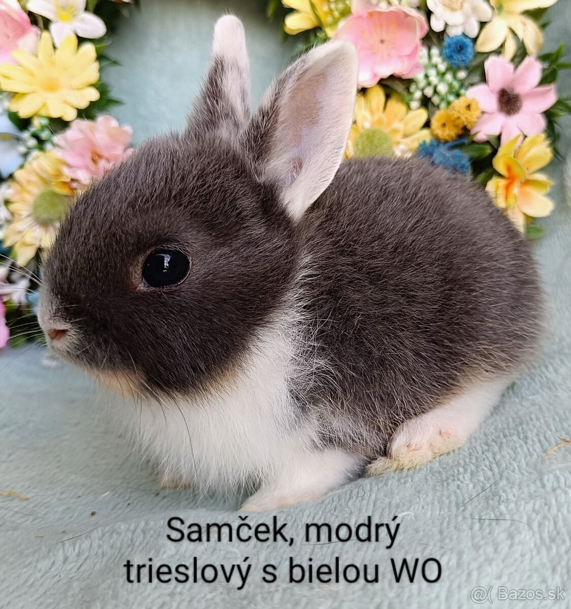 Zakrslé ( zdrobnené) králiky s VP mláďatká