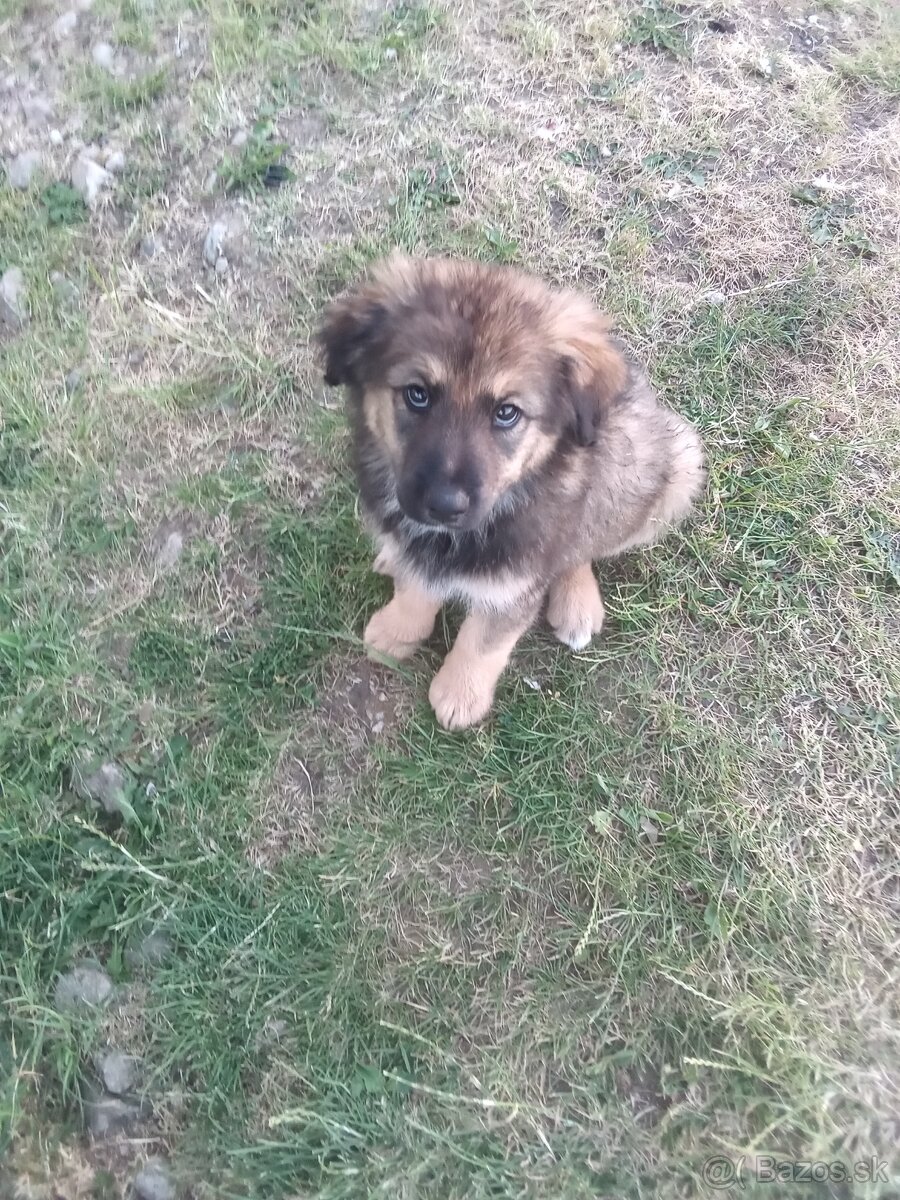 Predám fenku vlčí špic.