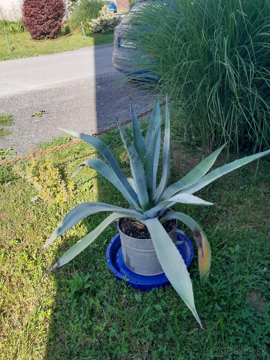 AMERICKÁ AGAVE
