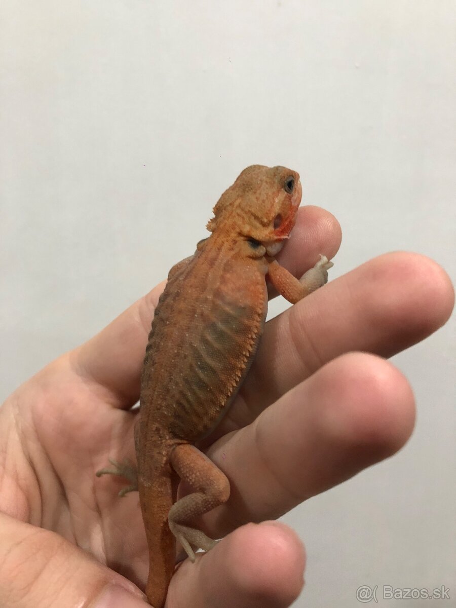 Agama bradata