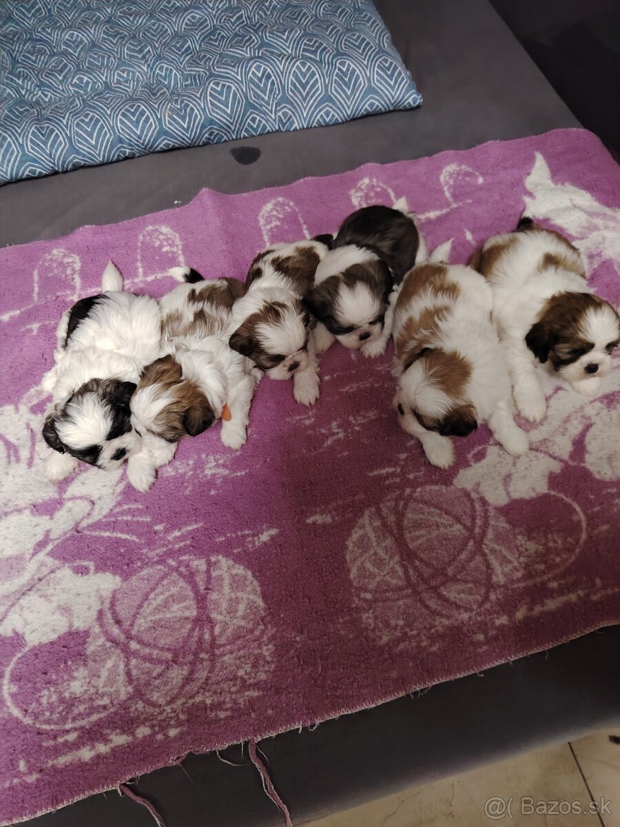 Šteniatka shih-tzu(shitzu, shihtzu)