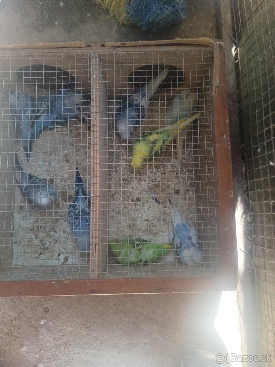 Predám korely aj andulky