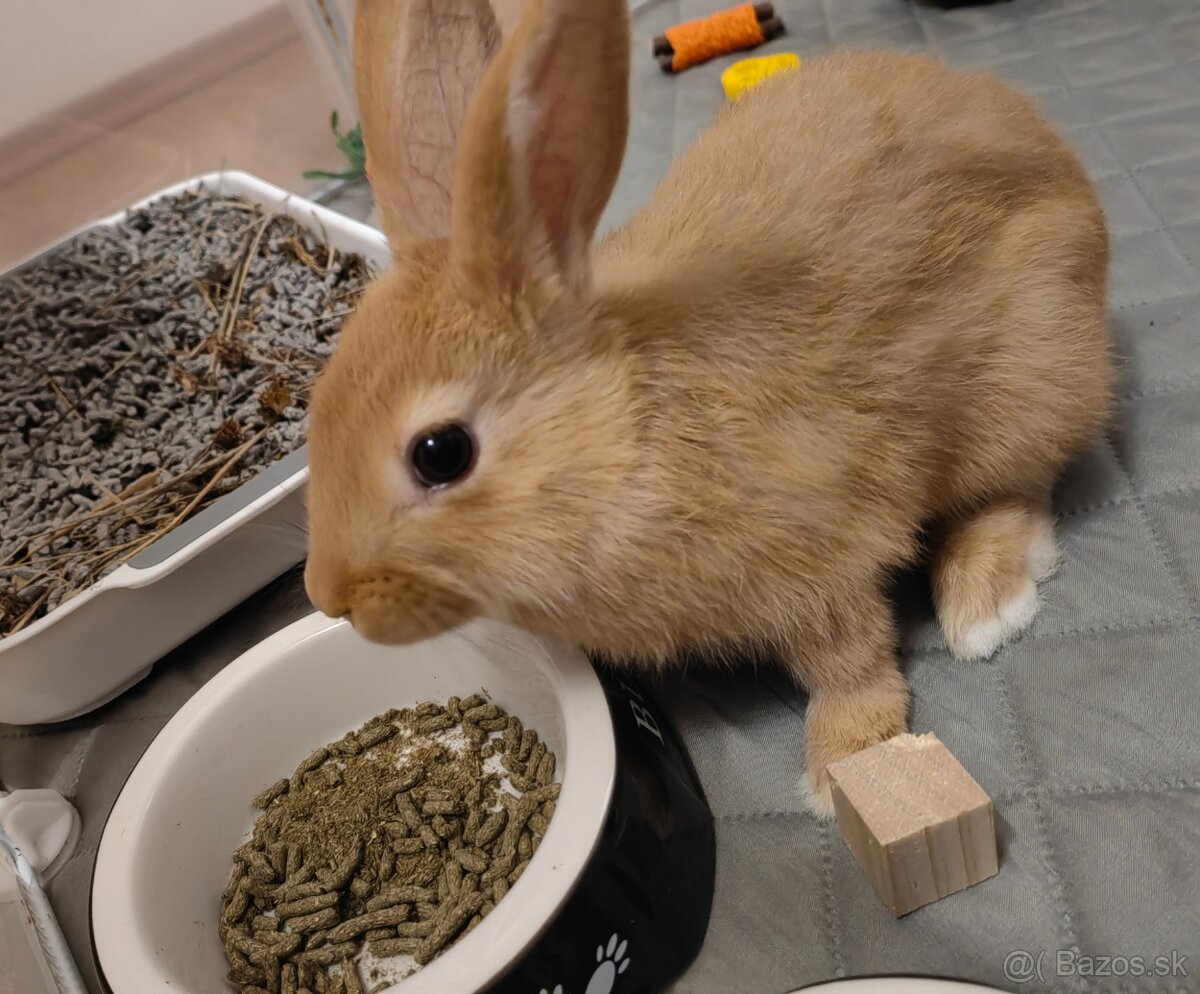 Zakrslý králik s ohradou