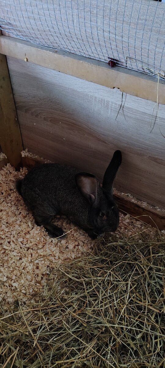 Belgický obor zajac