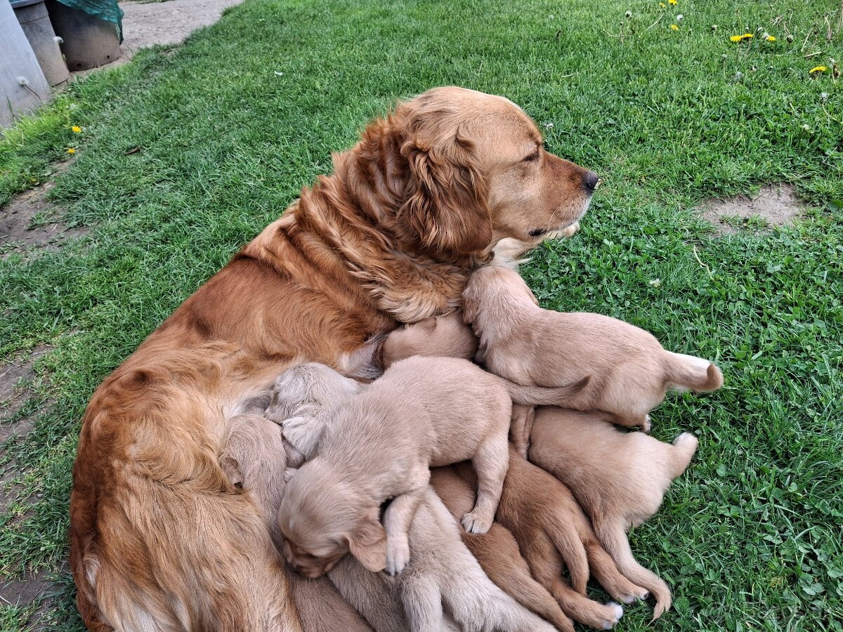 Zlaty retriever