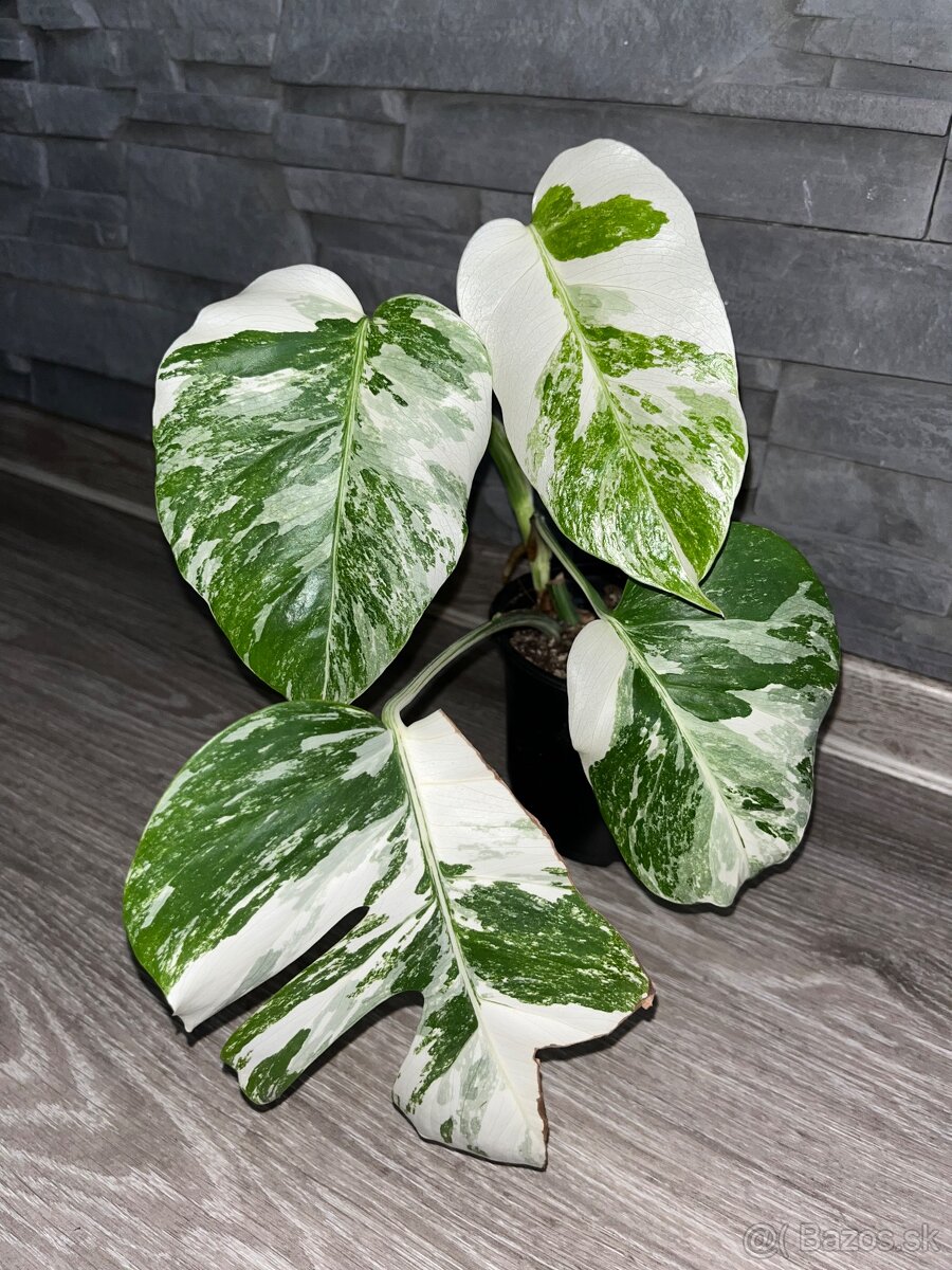 Monstera var.
