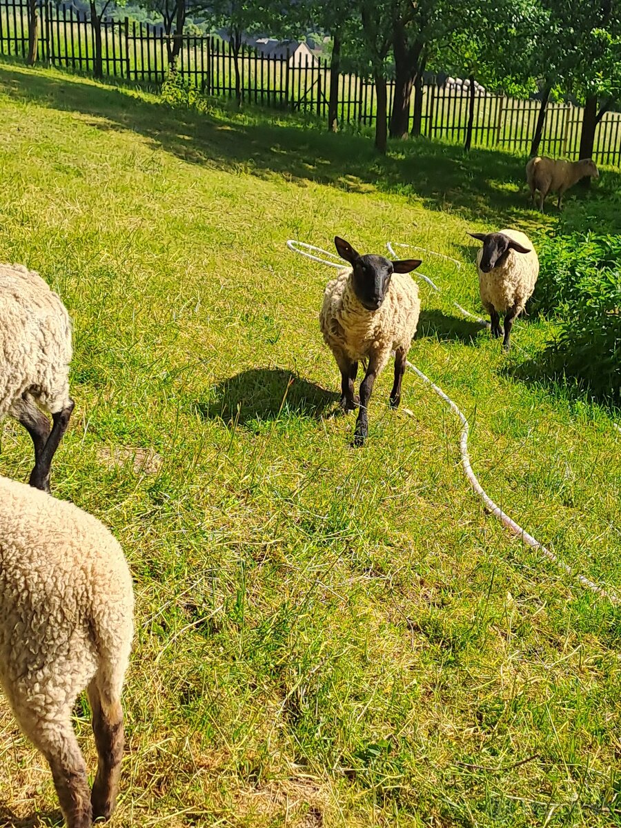 Predám barana suffolk