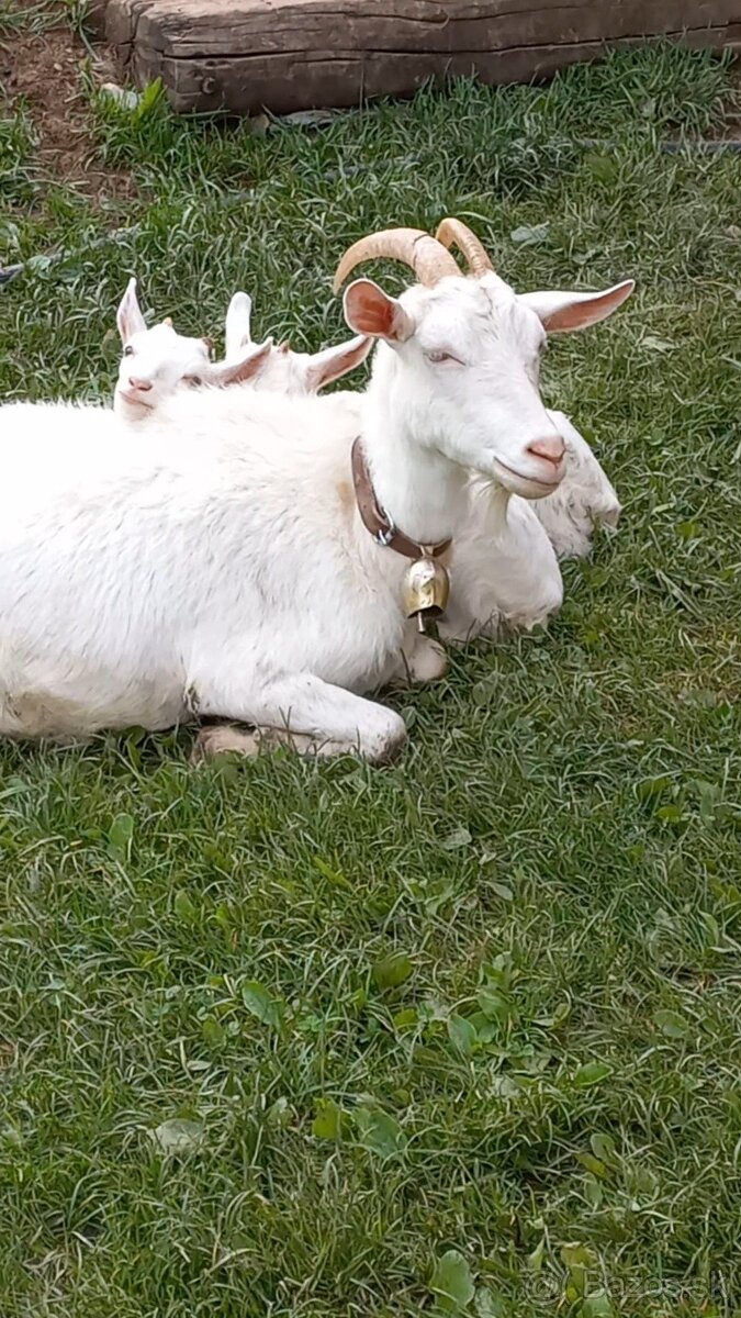 Dojné kozy a kozľatá na predaj