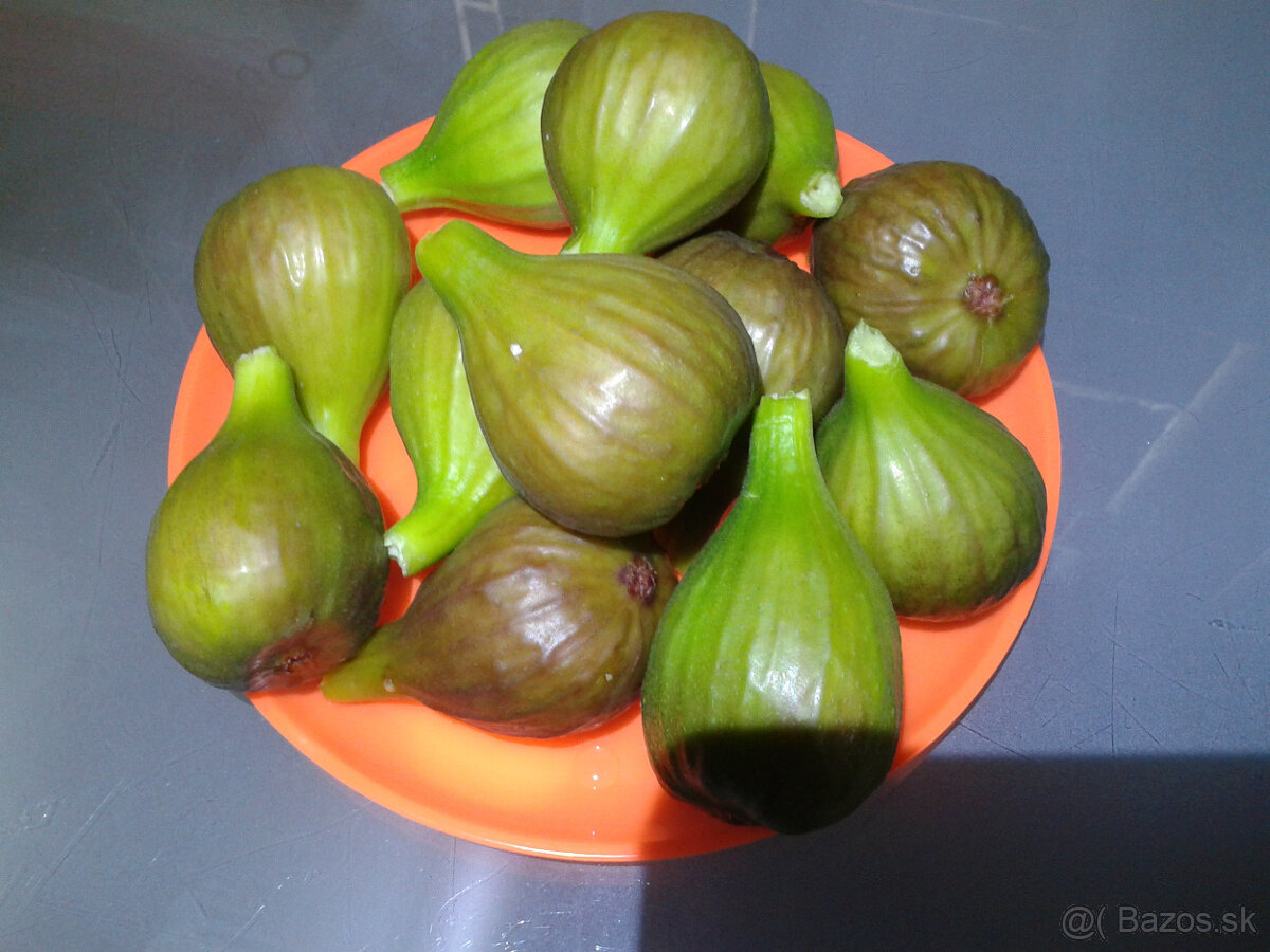 figy 4e kilo