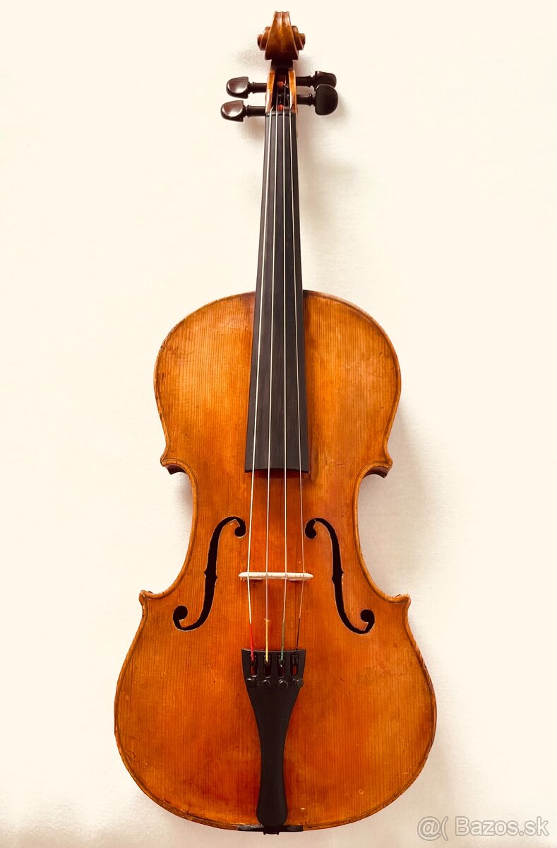 Viola