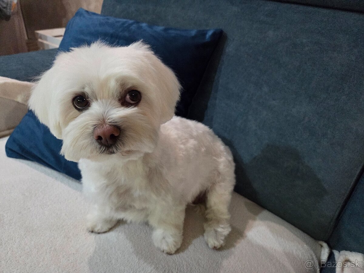 Hľadáme mini maltezaka na krytie