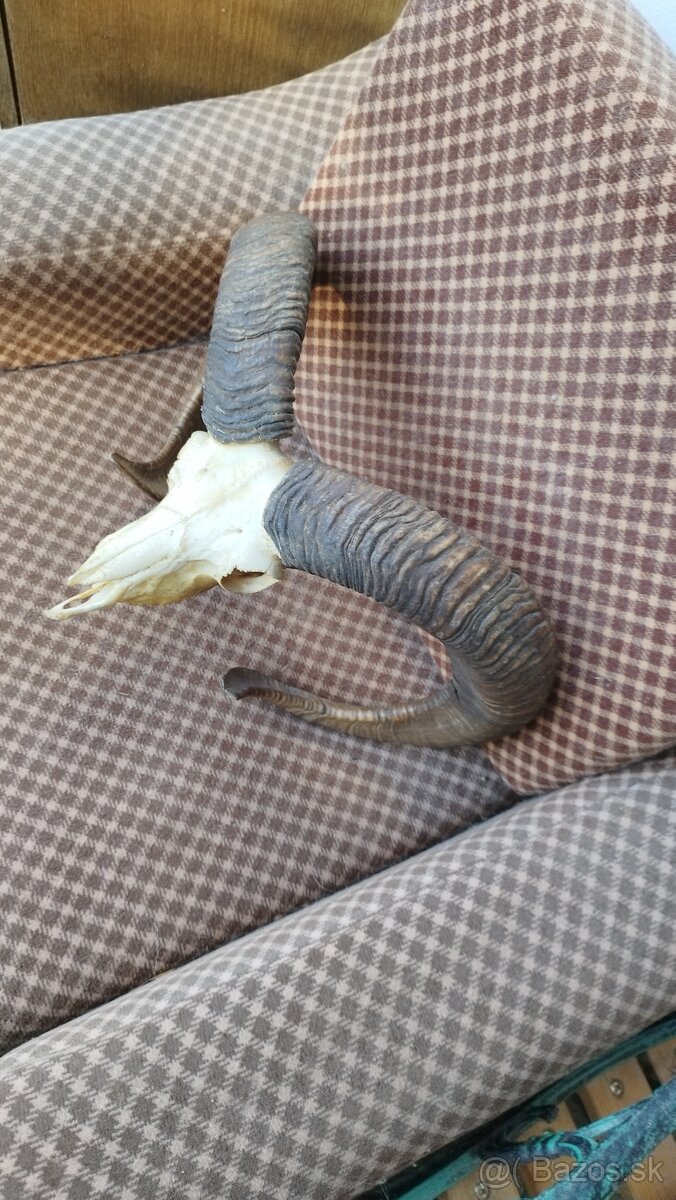 Predám trofej muflona parožie zhody trofeje