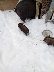 Predám vietnamské prasiatka