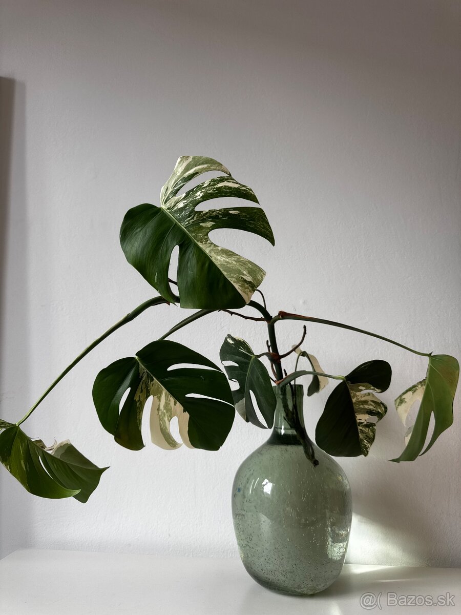 Monstera deliciosa Variegata
