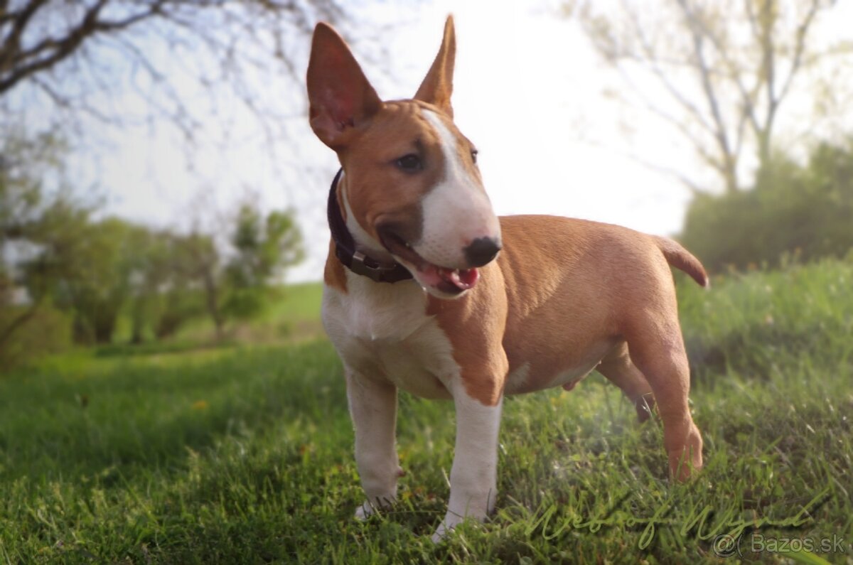 Mini bullterier / Miniature Bullterrier - psík