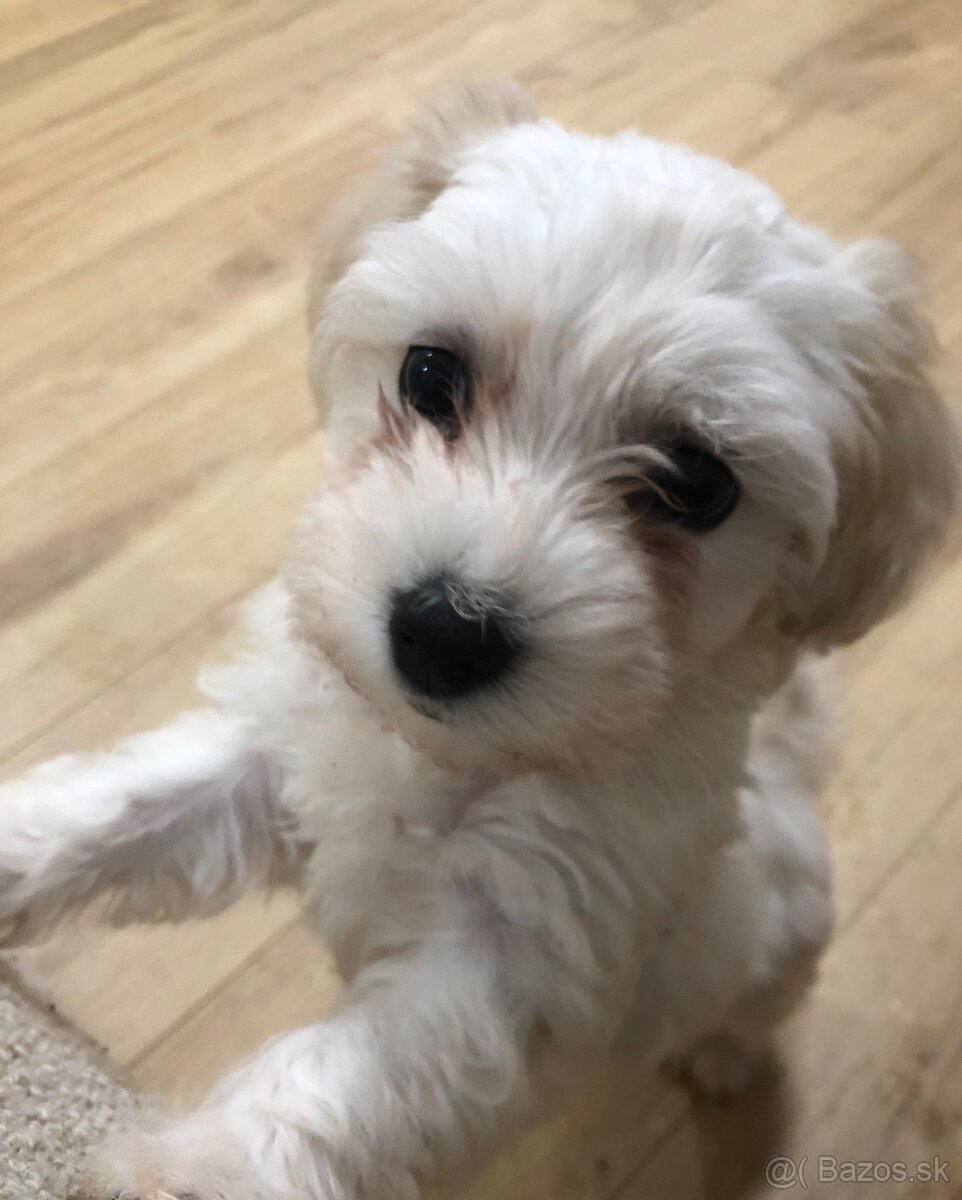 Šteniatko mini maltipoo
