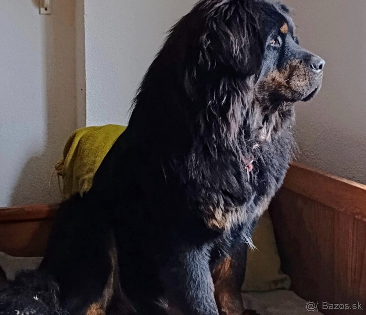 Tibetska doga