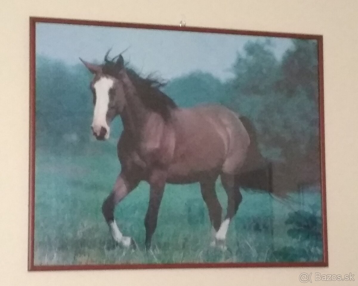 Obrázok koňa