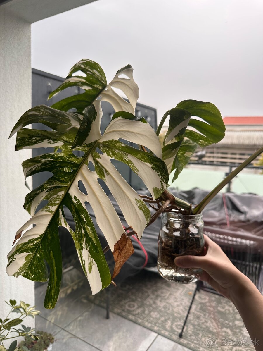 Monstera albo