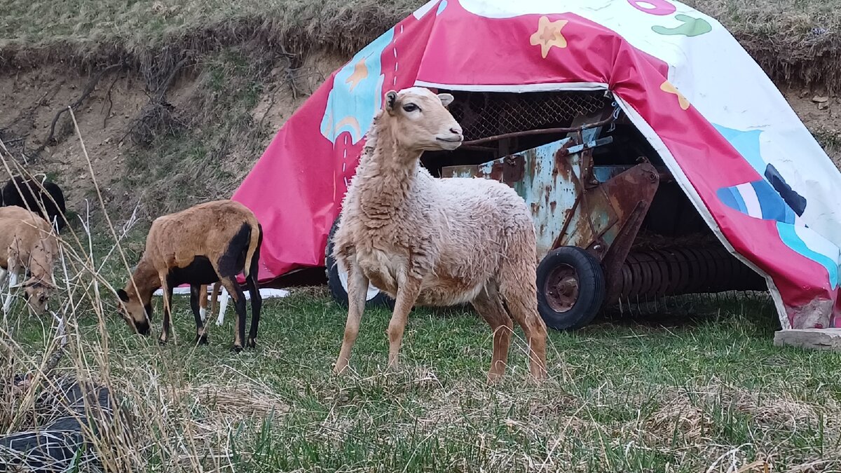 Predam ovce dorper/ kamerun